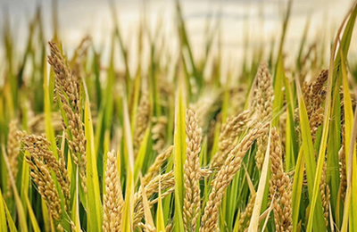 11月7日国内稻谷及大米交易日评：稻谷稳定，大米个别涨