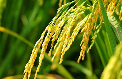 汇总表：11月7日国内各地稻谷价格行情