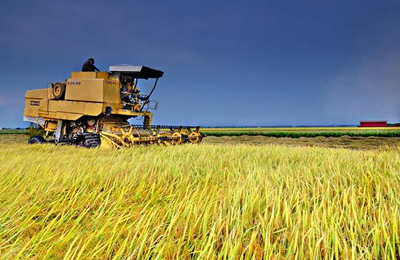 11月7日河南地区稻谷价格行情