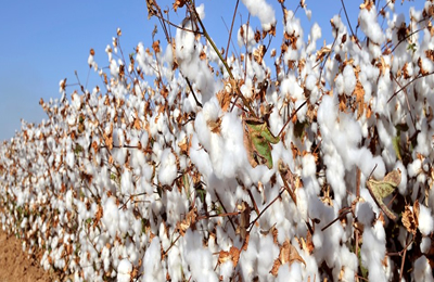 11月7日国内主产区棉籽压利润估算表