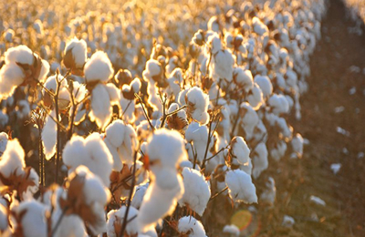 汇总表：11月7日国内各地籽棉价格行情