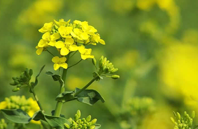 11月7日国内部分产区玉米酒精企业加工利润估算表