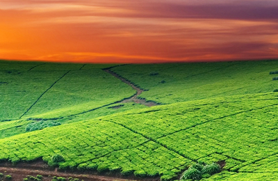 汇总表：11月7日国内芝麻饼粕价格行情