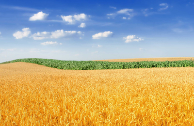 11月7日广东惠州地区肉鸭价格上涨