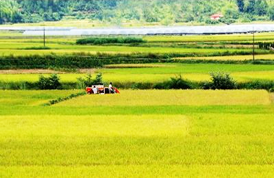 11月7日阿根廷玉米FOB报价