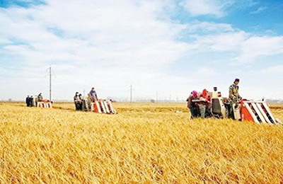 11月7日国内鸡蛋市场午评：继续上涨