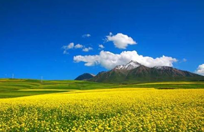 11月7日加拿大毛菜油到中国口岸成本价