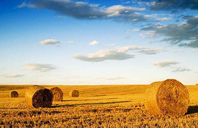 国内玉米与小麦价差变化趋势图（截止11月7日）