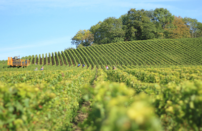 11月7日新疆库尔勒地区棉籽及其产品价格行情